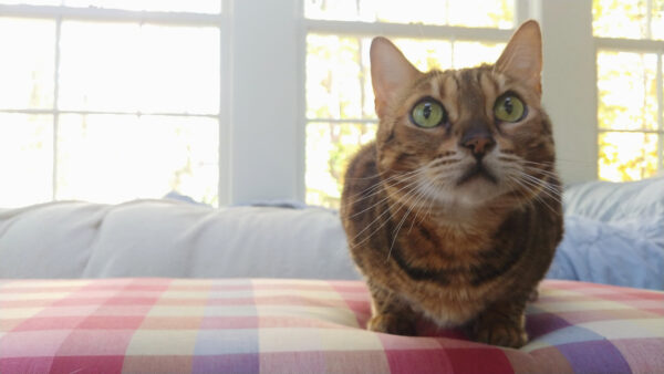 Shirley was found through a Bengal Cat Rescue