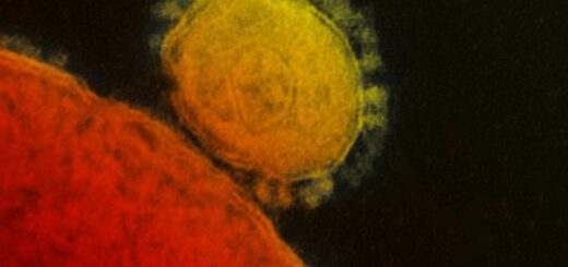 Digitally colorized transmission electron microscopic image of a coronavirus by NIAID