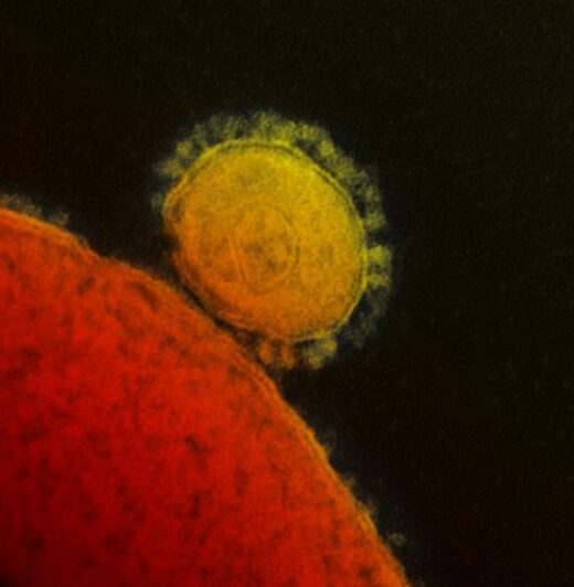 Digitally colorized transmission electron microscopic image of a coronavirus by NIAID