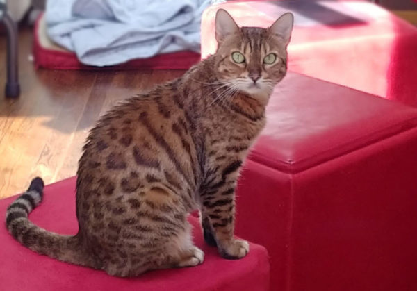 Adopt Purebred Pets without Paying Expensive Breeder Fees