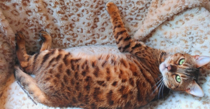 Rescue Bengal Cat Great Lakes Bengal Rescue Shirley