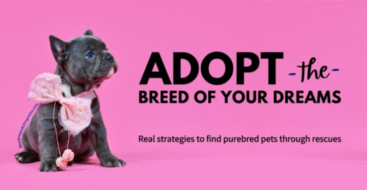 Adopt the boutique breeds of your dreams