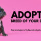 Adopt the boutique breeds of your dreams