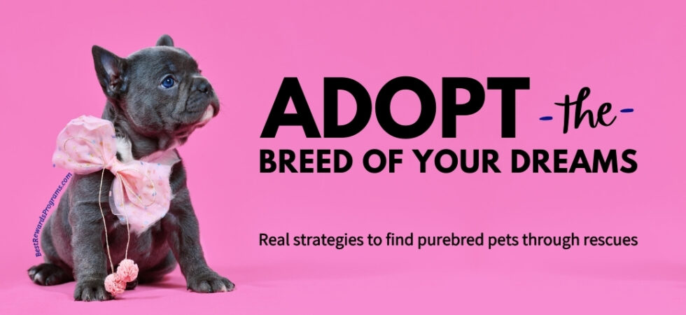 Adopt the boutique breeds of your dreams