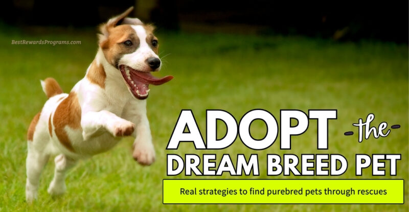 Adopt the Dream Breed Rescue Pet