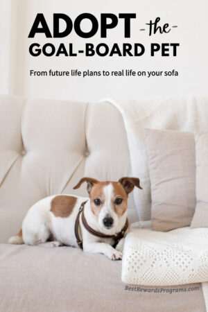 Adopt the goal-board purebred pet