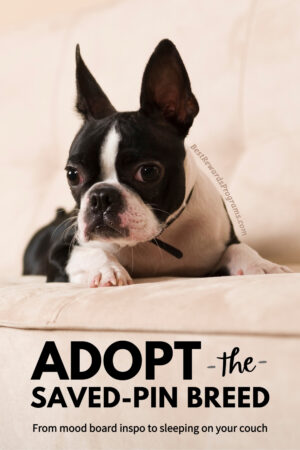 Adopt the dream breed pinterest-board pup