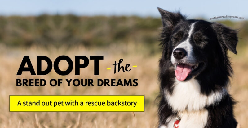 Adopt the Purebred Dream Pet via Rescue