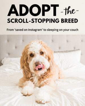 Adopt the scroll-stopping purebred pets