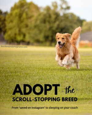 Breed specific purebread rescue groups