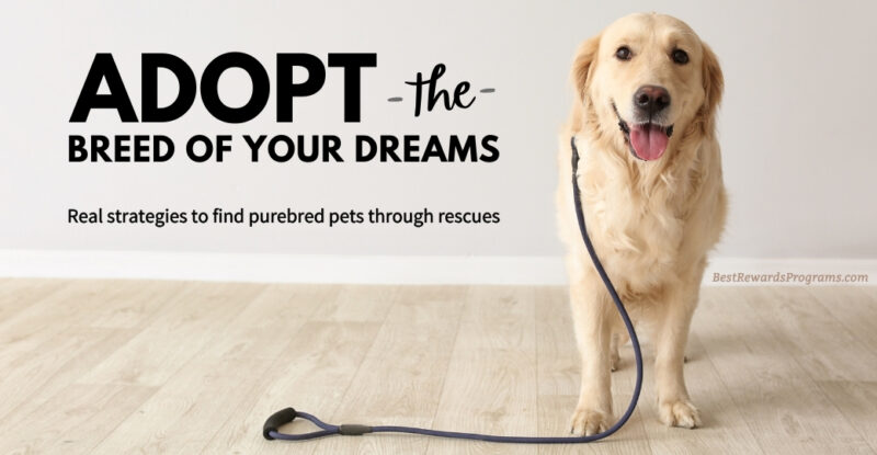 Guide to Adopting Purebred Pets