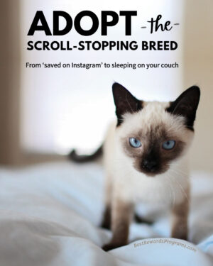 Purebred Pet Adoption Guide