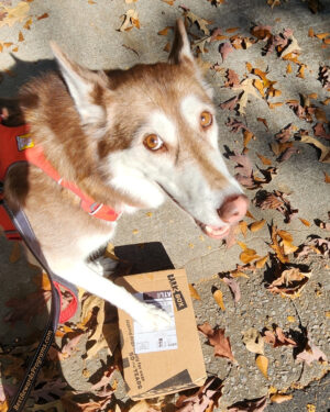 Bark Box Doggie Joy Delivered Monthly