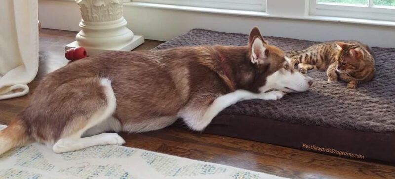My Husky dog and Bengal cat at home